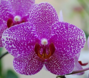 Phalaenopsis_flower-300x262
